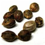 Семена марихуаны АК-47  (Seeds AK-47) в Ворсме